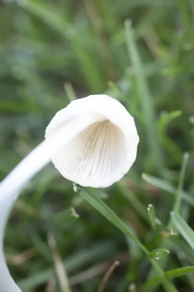 ADD ALT TEXT HERE